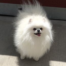Samson - Pomeranian