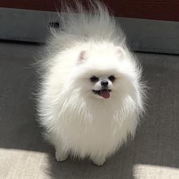 Samson - Pomeranian