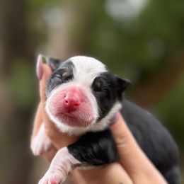 B - Black tri-color male Australian Shepherd puppy in Orlando, Florida from Skaky Shepherds
