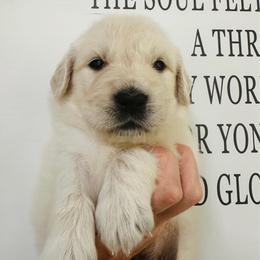 Archer - Light golden male Golden Retriever puppy in Oconto, Wisconsin from Abbie's Golden Retrievers