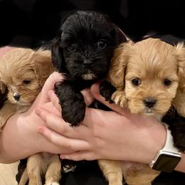 Australian Labradoodle, Cavapoo, Goldendoodle, and Poodle Puppies from Leila Pearson