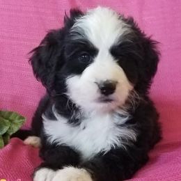 Bernedoodles and Goldendoodles from Winter wonderland doodles