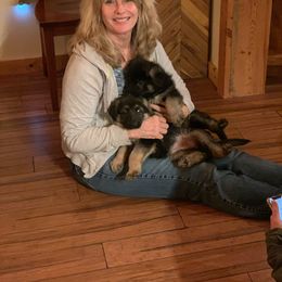 German Shepherd Puppies from Kaleef German Shepherds