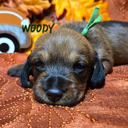 Woody - Red male Dachshund puppy in Blair, Oklahoma from North Fork Doxies-Okla