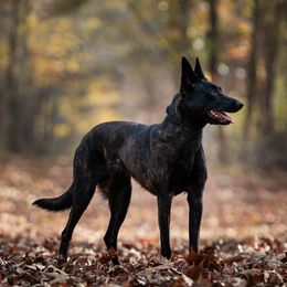 Savannah - Dutch Shepherd