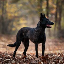 Savannah - Dutch Shepherd