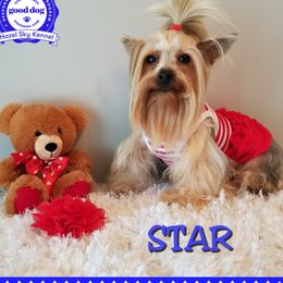 Star - Yorkshire Terrier