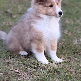 Shetland Sheepdog Puppies from Hawks Acres Shelties