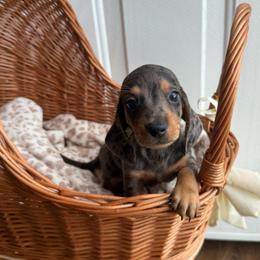 Gucci - Dapple male Dachshund puppy in Ecru, Mississippi from Toddy Kennels
