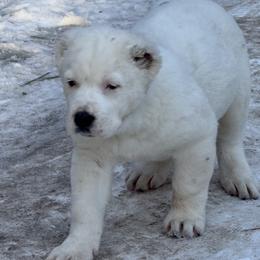 Polar - White male Central Asian Shepherd Dog puppy in East Camden, Arkansas from A Plus A