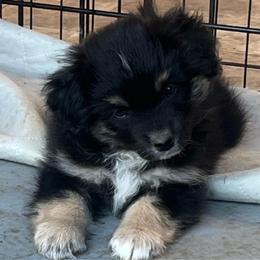 Landó - Black tri male Miniature Australian Shepherd puppy in Denair, California from CenCal Mini Aussies