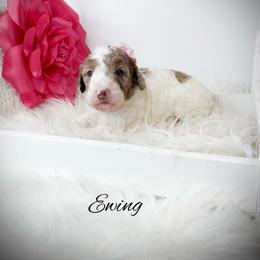 Ewing - Parti female Goldendoodle puppy in from Pink Poodles and Doodles