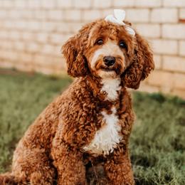 Daphne - Goldendoodle