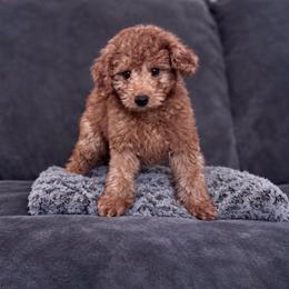 Cold brew - Red male Cavapoo puppy in Austin, Texas from Doodles of Central Texas