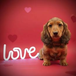 Brown Collar - Red female Dachshund puppy in Zebulon, North Carolina from Salt of the Earth Dachshunds