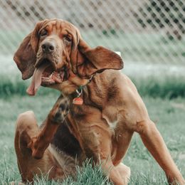 Bloodhounds from Frontier Hounds