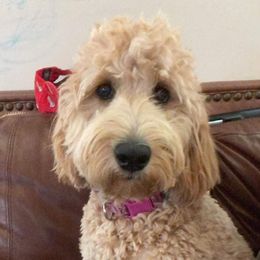 "Riley, 2020 F1 pup from Rosie X Apollo" Goldendoodle and Golden Retriever All Grown Up from Golden Paw Farm