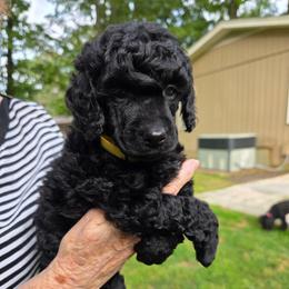 Felix - Black male Poodle puppy in Hartselle, Alabama from Phare Poodles