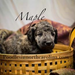 Maple - Sable female Poodle puppy in Greenville, North Carolina from Grace Poodles