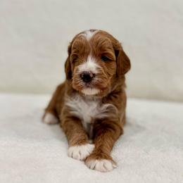 Waffle boy - Red  male Goldendoodle puppy in Rio Linda, California from Plush Doodles