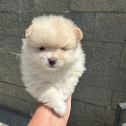 Mouses female - Cream female Pomeranian puppy in Sonora, California from NorCal Pomeranians