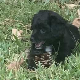 Daisy - Black and white female Aussiedoodle puppy in Nacogdoches, Texas from BA Mini Poodles