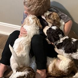 Australian Labradoodle Puppies from Frosty Hill Australian Labradoodles