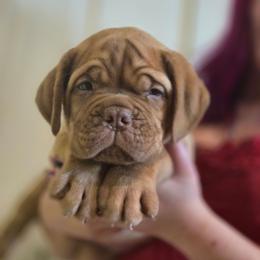 Black Boy Rusty - Fawn male Dogue de Bordeaux puppy in Michigan from Boondocks Bordeaux