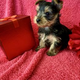 Girl 2 - Black and gold female Yorkshire Terrier puppy in Chino Hills, California from Chino Hills Yorkies