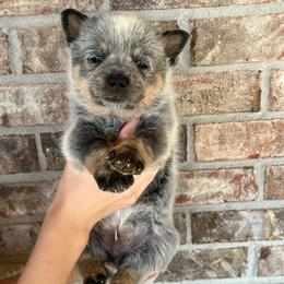 Boy 1 - Blue male Australian Cattle Dog puppy in Irvington, Kentucky from Dry Valley’s Australian Cattle Dogs