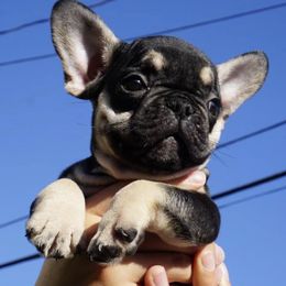 French Bulldogs from Bully Haven