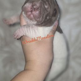 Akasha - Chocolate dilute female Chinese Shar-Pei puppy in Salem, Ohio from WrinkleMonsters
