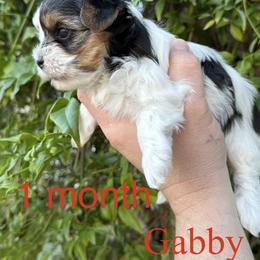 Gabby - Black tan and white female Biewer Terrier puppy in Temecula, California from Biewer Puppies USA