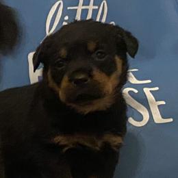 Rottweilers from Watson rotts