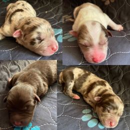 Australian Shepherd and Miniature Australian Shepherd Puppies from Southern Blessed Farm