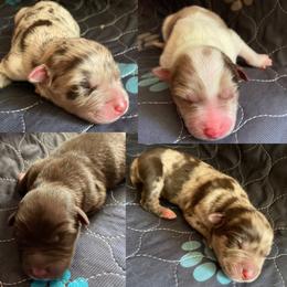 Australian Shepherd and Miniature Australian Shepherd Puppies from Southern Blessed Farm