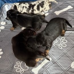 Dachshund puppies from Little Foot Kennels
