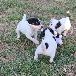 Companion Cross, Russell Terrier, and Yorkshire Terrier Puppies from Working W Kennels