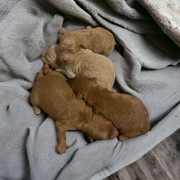 Goldendoodle Puppies from Mini Goldendoodles of New England