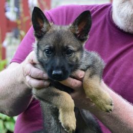 Boy 1 - Sable German Shepherd puppy in Bloomington, Indiana from Zu Treuen Händen, Working German Shepherd Dogs