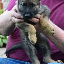 Boy 1 - Sable German Shepherd puppy in Bloomington, Indiana from Zu Treuen Händen, Working German Shepherd Dogs