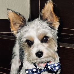 Oliver - Yorkshire Terrier