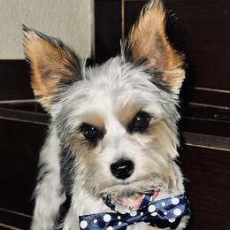 Oliver - Yorkshire Terrier