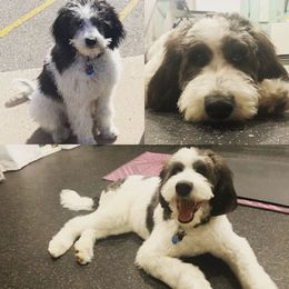 Bernedoodle and Labradoodle All Grown Up from Linder Labradoodles