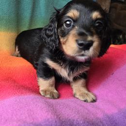 Dachshund Puppies from Pure Joy Dachshunds