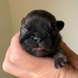 Gunner - Fawn male French Bulldog puppy in Redway, California from Lost Coast French Bulldogs