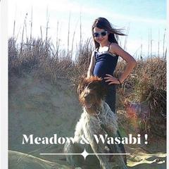 American Bully, German Shorthaired Pointer, and German Wirehaired Pointer All Grown Up from Shoreline Pointers