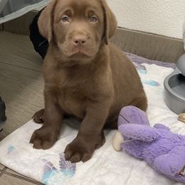 Labrador Retriever Puppies from Liberty Belle Labradors