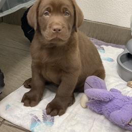 Labrador Retriever Puppies from Liberty Belle Labradors