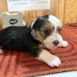 Boy 3 - Parti male Yorkshire Terrier puppy in Bear Creek, North Carolina from Yorkie Time